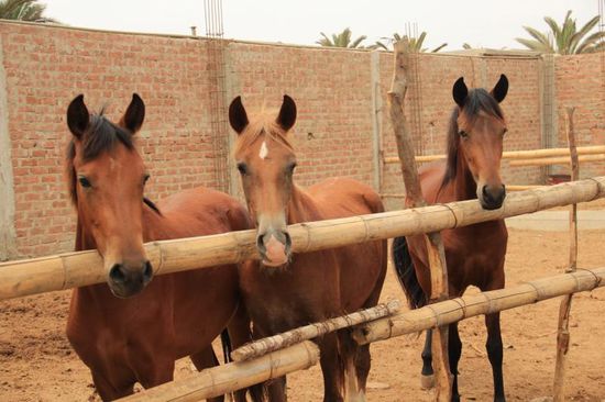 ...noch ein paar kleine, hübsche Pferde