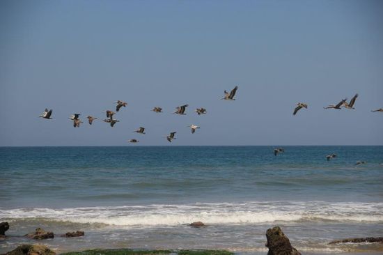 Pelikane auf Futtersuche...