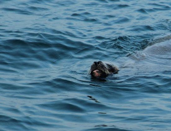 ein einsamer Seelöwe zieht seine Runden im Hafen...