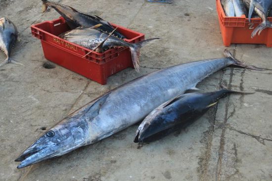 ...naja verhungern muss der Seelöwe hier nicht