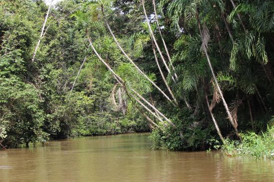 tiefster Dschungel und stille Gewässer