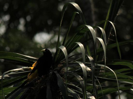 Orange- Wind- Parrot