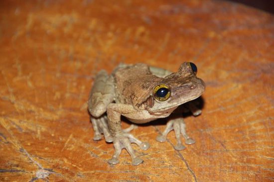 ...jawohl unser kleiner Mitbewohner...