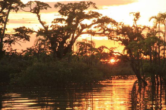 ...dann geht auch der Dschungel zur Ruh...