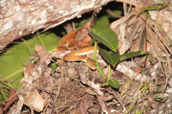 eine Baby- Anakonda wacht auf...