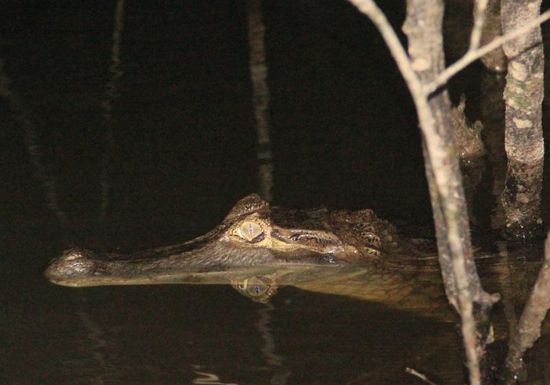 ...und Herr Kaiman hält Nachtwache