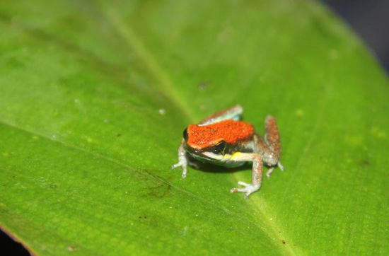 so klein und so fies....