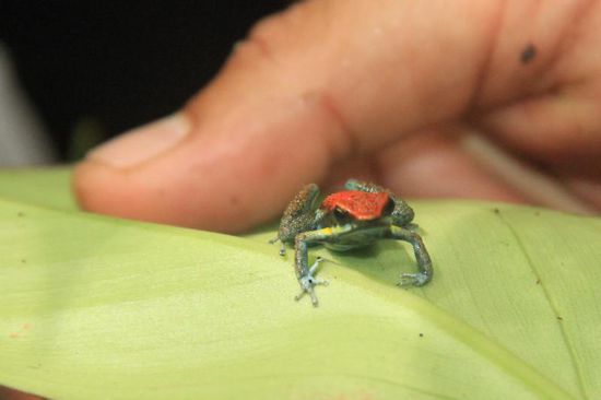 ...nicht größer als ein Männerdaumennagel...