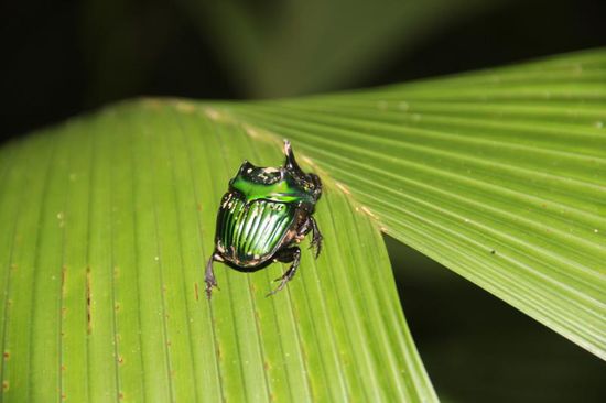 Käfer mit Stacheln...