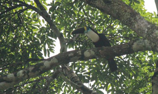 Herr Tukan will sich verstecken, doch mein Meisterfotograph bekommt ihn vor die Linse