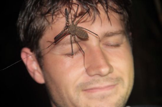 ...zu Riesenspinnen...