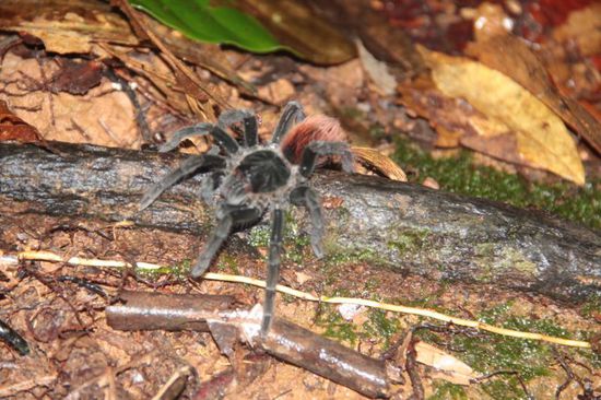 ..und anderen Getieren