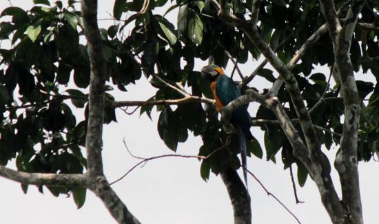 noch ein hübscher Ara...