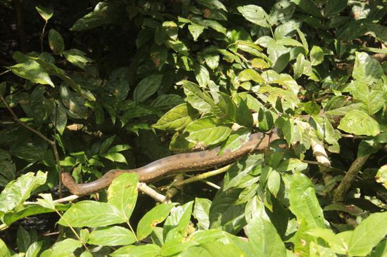 ...kann ich mir gar nicht vorstellen, das sie große Tiere frisst...