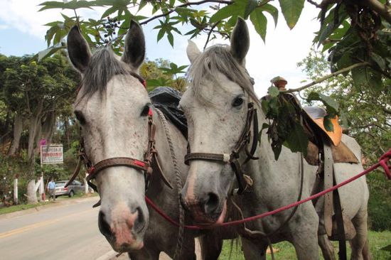 "Feliz Navidad" und willkommen im Reiterparadies....