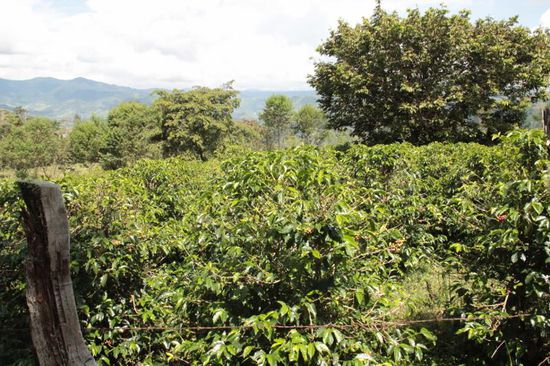 vorbei an Kaffeeplantagen...