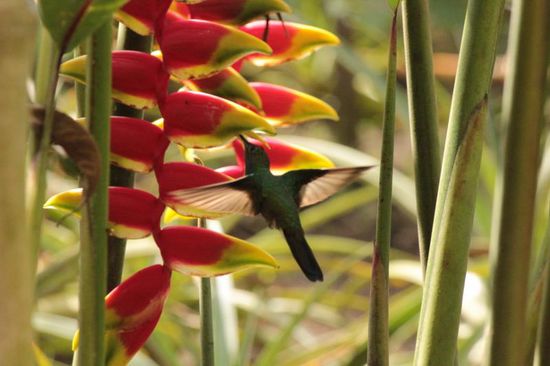 endlich hat er ihn "erwischt", gar nicht so einfach so einen kleinen Kolibri vor die Linse zu bekommen....