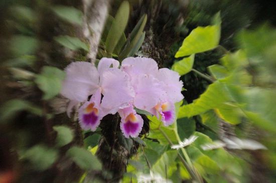 noch ein paar Gartenimpressionen