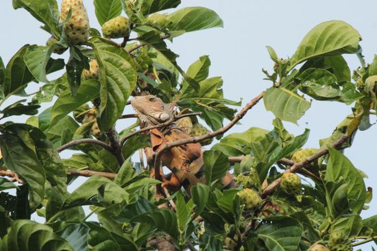 wir werden von "Linda" einer Leguandame begrüßt...