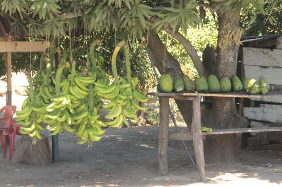vorbei an leckeren Früchten...