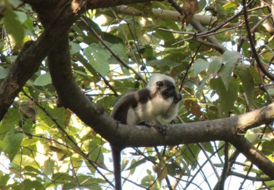 Mensch, der hat sich für uns extra sein Fell gebürstet