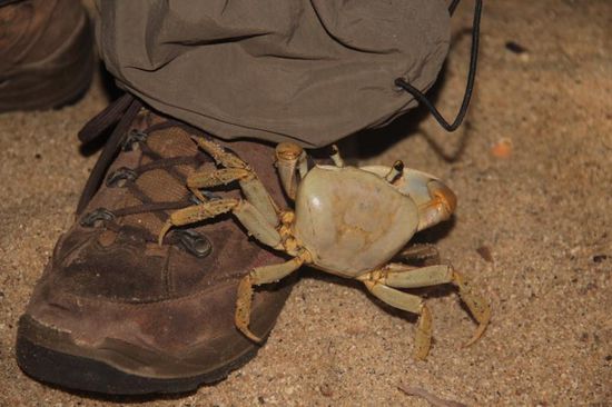 und was er mit seinen Stielaugen unter meinem Hosenbein entdecken will, ist mir ein Rätzel...