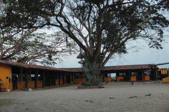 ein paar von vielen Pferdeboxen, im Schatten eines riesigen Baumes....