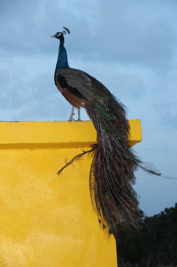 ....alles wird bewacht von mehreren dieser Prachtvögel...