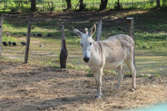 ....aber "hallo", wo sind denn die Pferde???