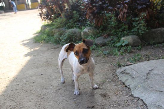 lustiges Hündchen, namens "Bella"