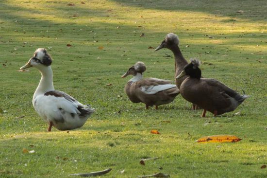 ....ebenso lustig, die Enten mit ihren Pudelmützen....