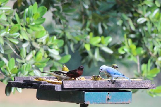 jeden Morgen gibt es Frühstück, auch für die wilden Vögel im Garten.....