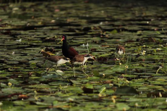 auf dem Seerosenteich....