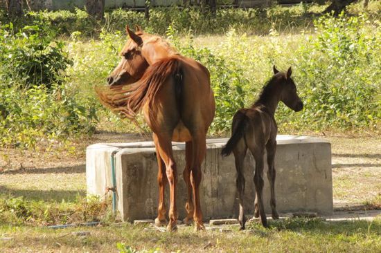 der Blick des Fohlens schweift noch in eine andere Richtung, jedoch der Schweif wedelt gleich...