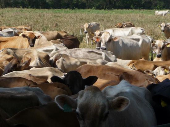 die gab's auch noch in großen Herden...