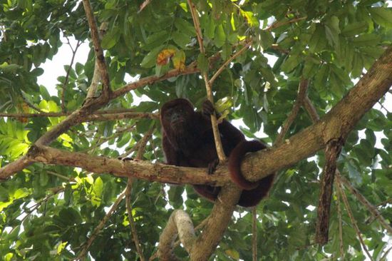 und den Brüllaffen im Garten mit seiner Familie