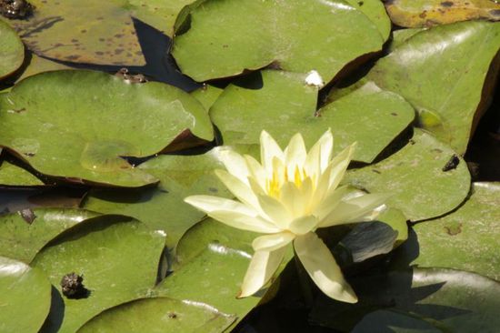 als wir gehen sind die Seerosen aufgeblüht...