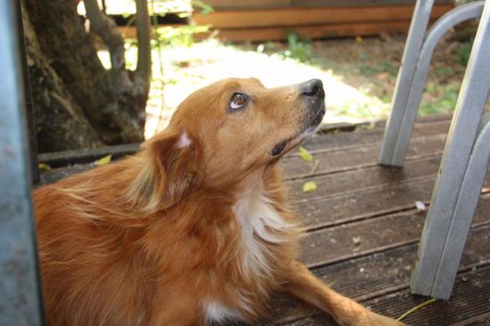 ...und große Tiere. Das ist "Momo", Walter hat sie gefüttert, rasiert, gewaschen und gebürstet und nun versteht sie die Welt nicht mehr: "Warum nehmt ihr mich denn nicht mit nach Deutschland?"