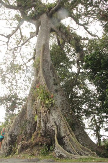 silk cotton tree
Tobago Folklore Story
Soucouyants:
Also known as Old Hags the Soucouyant lives by day as an old woman at the end of a village. By night, she strips off her wrinkled skin, which she puts in a mortar, and turns into a ball of fire. She then goes out into the night, looking for a vivtim. She enters the home of her victim trough cracks and creviches before sucking people's blood from their arms, legs and soft parts while they sleep. This Leaves behind a black or blue mark on the skin. If the Soucouyant draws too much blood, it is thought the victims will eighter die or become a Soucouyant themselv, leaving her free to take their skin. This creature practice witchcraft and are believed to have traded their victims' blood for evil powers with Bazil, the demon who lives in the silk cotton tree.
To expose a Soucouyant, legend dictates that heaps of rice should be placed around the house or at the village crossroad. The Soucouyant will then be obliged to pick up every grain of rice, thus allowing her to be caught. She can destroyed by placing coarse salt in the mortar which contains her skin, leaving her unable to put it back on.