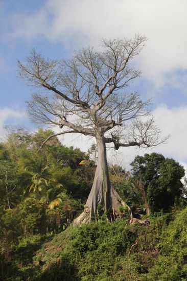der Silk Cotton Tree, als Wahrzeichen oberhalb von Ernest seiner Bar