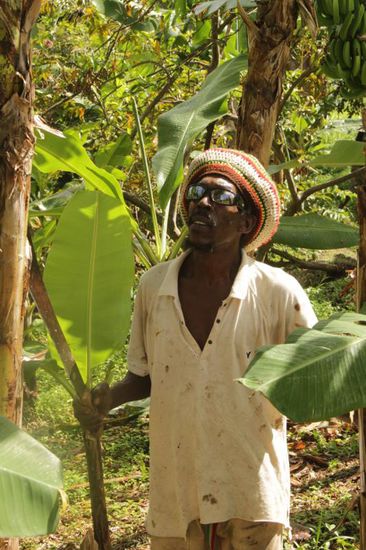 ....so auch auf einer Bananenfarm