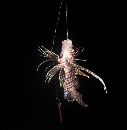 Wow, schöner Fang, doch nicht zum Verzehr geeignet...