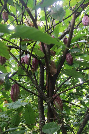 Kakao wächst überall und die Bäume tragen reichlich Früchte