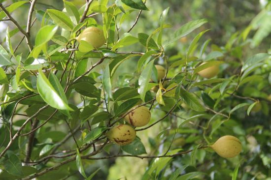 Muskatfrüchte, die Hauptexportfrucht der Insel