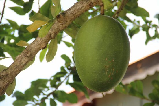 die Brotfrucht, aus ihr macht man auch gleich das Geschirr