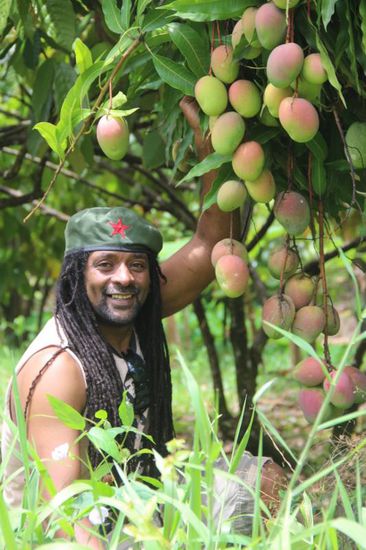 die Mangobäume sind beladen mit Früchten, sodaß sich die Äste bis zum Boden biegen