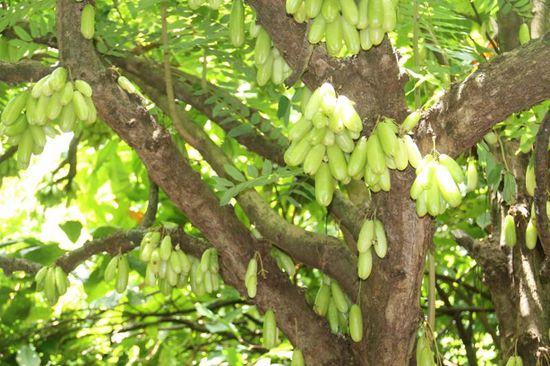 diese kuriose Frucht schmeckte sehr sauer...