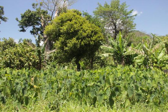 noch ein Blick auf dieses immergrüne Land...