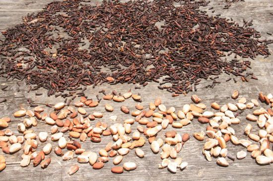 hier trocknen Nelken und Kakaobohnen in einem Hinterhof...