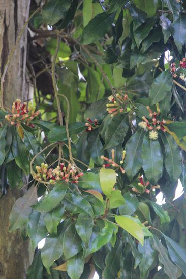 ...und hier sind die Nelken zierliche Blüten an einem riesigen Baum